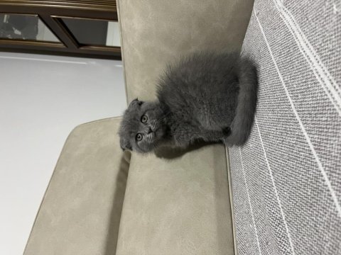 Üst kalite scottish fold bebiş