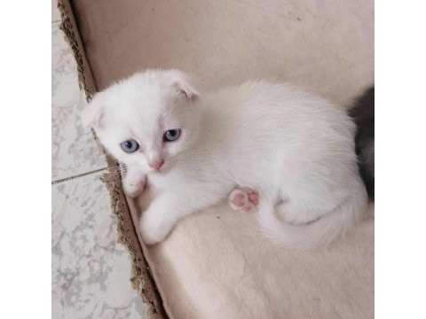 2 aylık scottish fold aşıları yapılacak