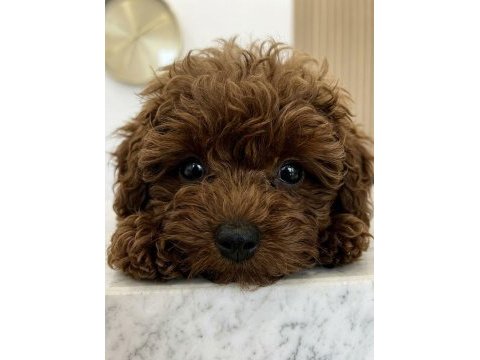 5 aylık dişi teacup poodle üst kalite kore pasaportlu