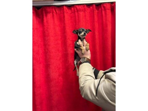A+plus pinscher yavrular