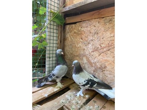 Oyun kuşu mardin taklacı kuşumuz