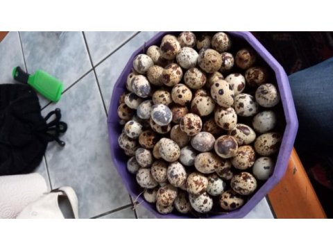 Kuluçkalık günlük bıldırcın yumurta 5 tl