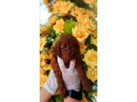 Toy poodle yavrularında son nokta