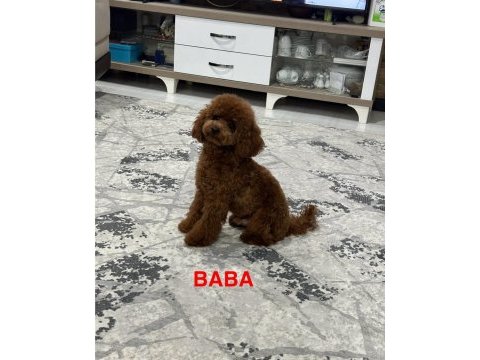2 aylık teacup poodle