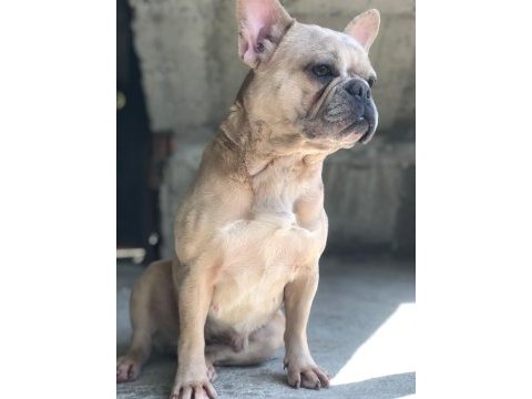 Kızanı yakın dişi french bulldog