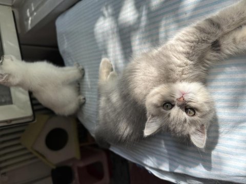 Şecereli baba leo nun british shorthair kızları