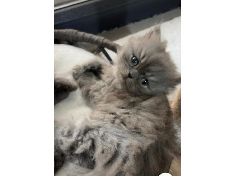 Dünya tatlısı british longhair kızımıza yuva arıyoruz