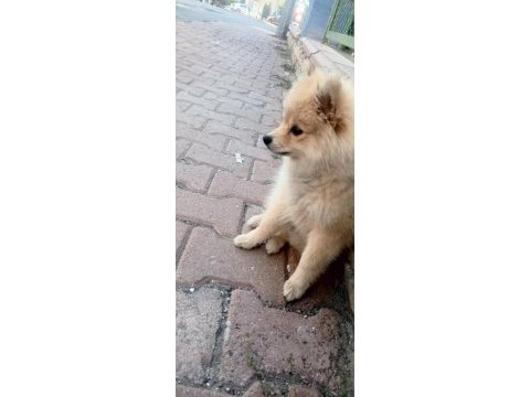 4 aylık pomeranian