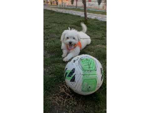 Maltese (terrier) 3 aylık