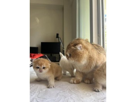 Safkan ny12 golden scottish fold yavrular