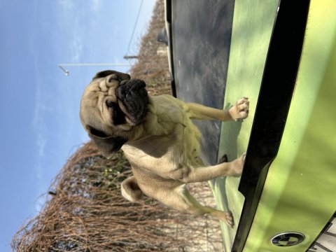 Yetişkin dişi pug köpekler