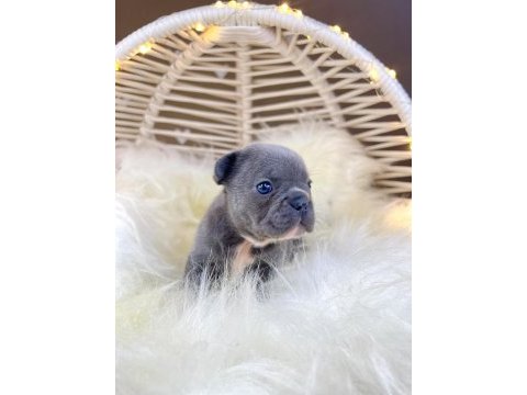 Renkli gözlü ırk garantili french bulldog yavrularım