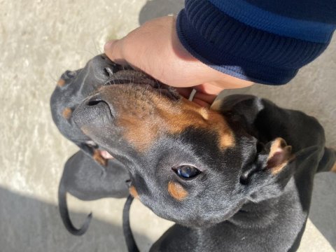 Aşıları tam yavru doberman