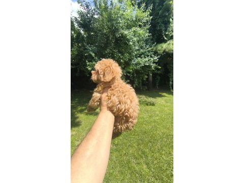 Maltipoo yavrular
