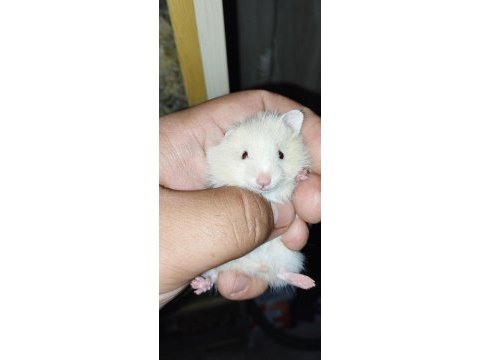 Uzun tüy özel tür teddy bear hamster başka yerde yok
