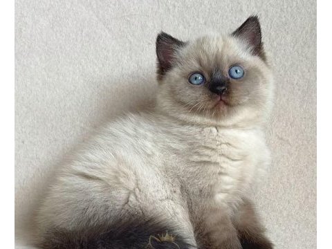 Deniz gözlü chocolate point british shorthair