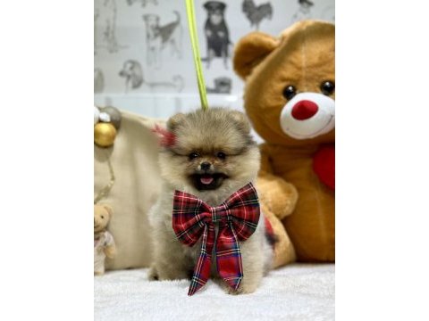 3 aylık dişi show class pomeranian yavrumuz