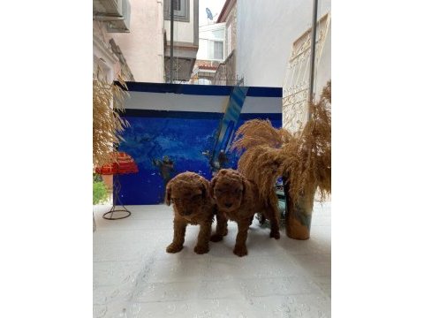 Toy poodle yavruları