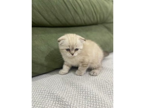 Scottish fold kedimiz sahiplendirilecektir