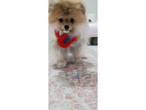 Pomeranian boo erkek ve dişi yavrularımız