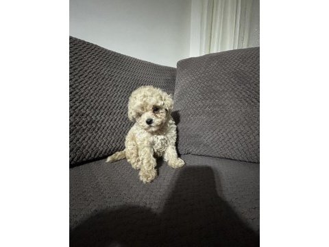 Apricot renk teacup poodle yavrular