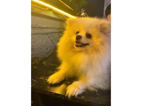 2 yaşında pomeranian prenses nova yeni yuvasını arıyor