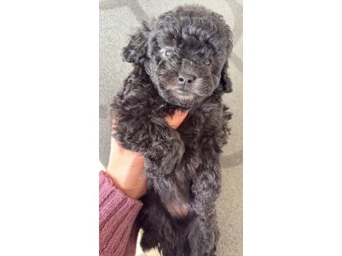 Nadir ırk garantili silver toy poodle bebekler