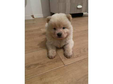 Çin aslanı chow chow