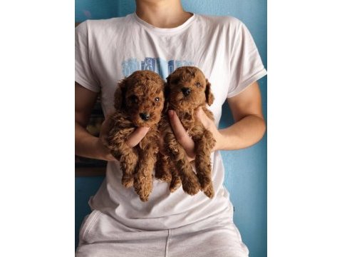 Toy poodle red brown