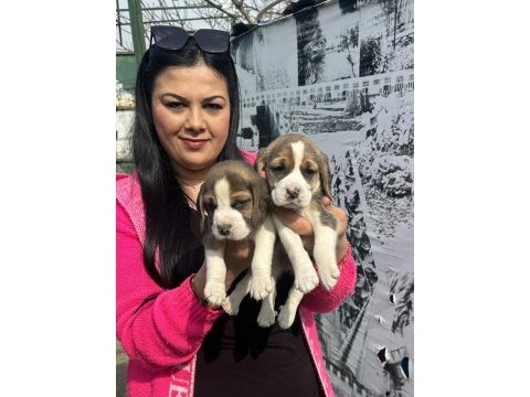 Elizabet beagle yavrularım