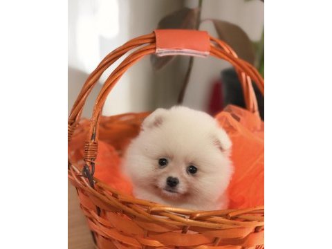 Teddy bear pomeranian boo