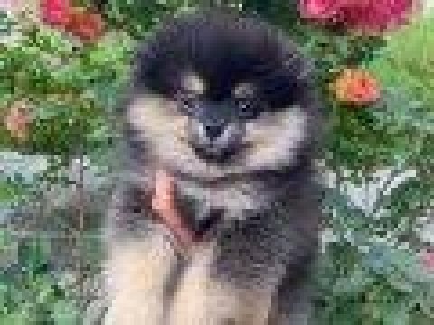 Baba teddy, anne fox uygun ve sağlık garantili yavrular