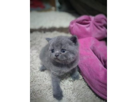 Scottish fold ve british yavrularımız teslime hazır