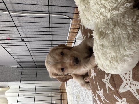 45 günlük english cocker