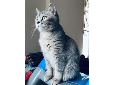 Ücretsiz sahiplendirilecektir british shorthair