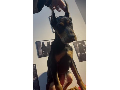 Estetikli doberman bebekler