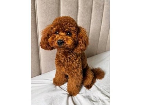 Acil uygun 14 aylık poodle