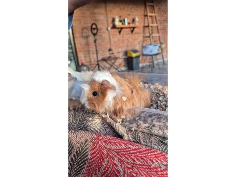 Çok güzel guinea pig yavrular