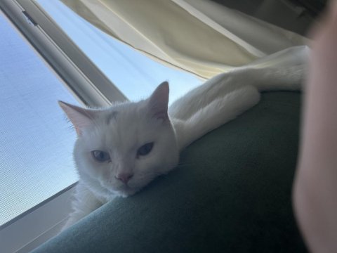 British shorthair kedim bulut