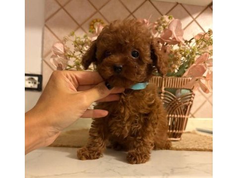 Mükemmel güzellikteki toypoodle yavrularımız 