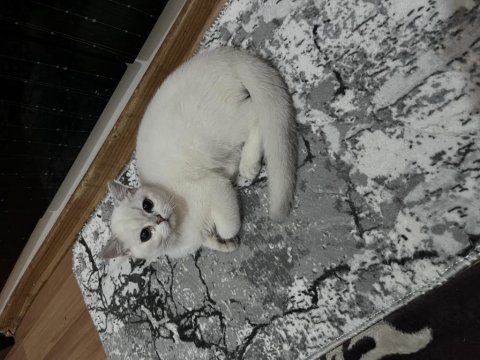 5 aylık british shorthair