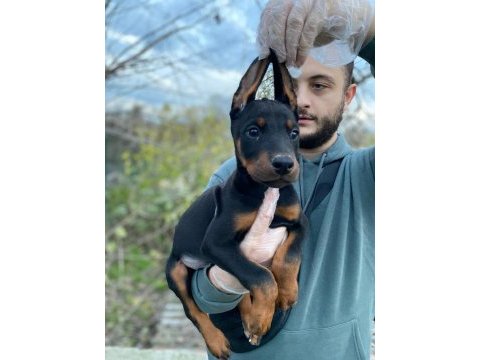 Asil bakışlı doberman yavrularım