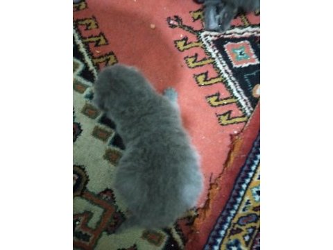Yavru british shorthair kediler