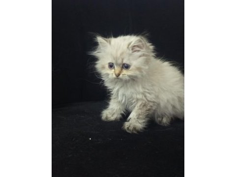 British longhair 2 aylık kedimiz