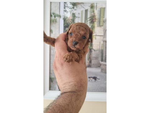 Safkan kore toy poodle yavrularımız
