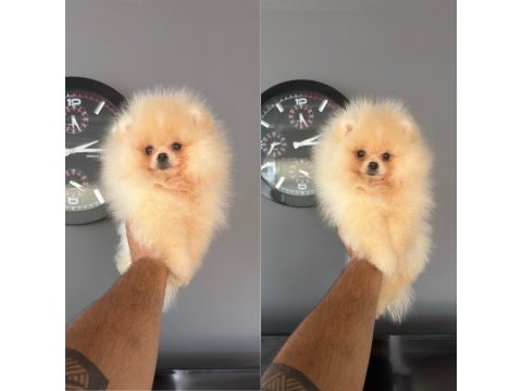 Mersin pomeranian boo orjinal yavrular