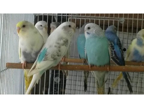 Sağlıklı yavru yetişkin muhabbet kuşu