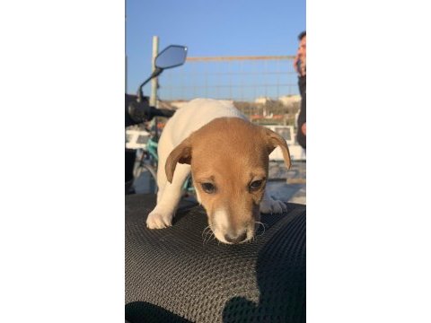 Safkan jack russell (1,5 aylık)