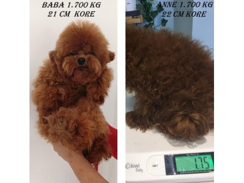 Xxs mıkro oyuncak teacup korea poodle dişi erkek