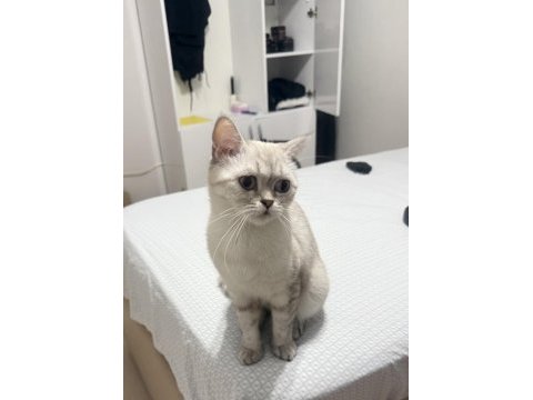 British shorthair anne ve yavrusu